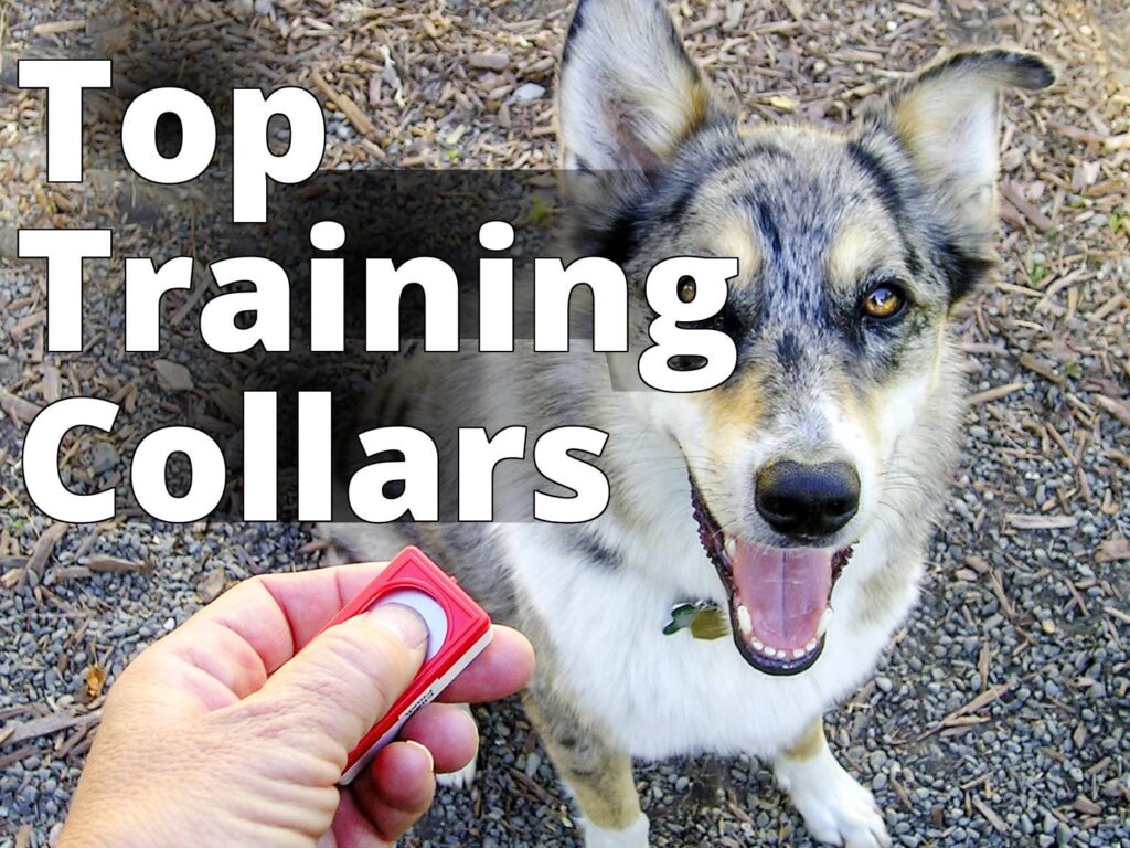Dog clicker training 1 - a dog with a toothbrush in its mouth